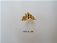 藏品(碎斑黃東燈蛾)的圖片